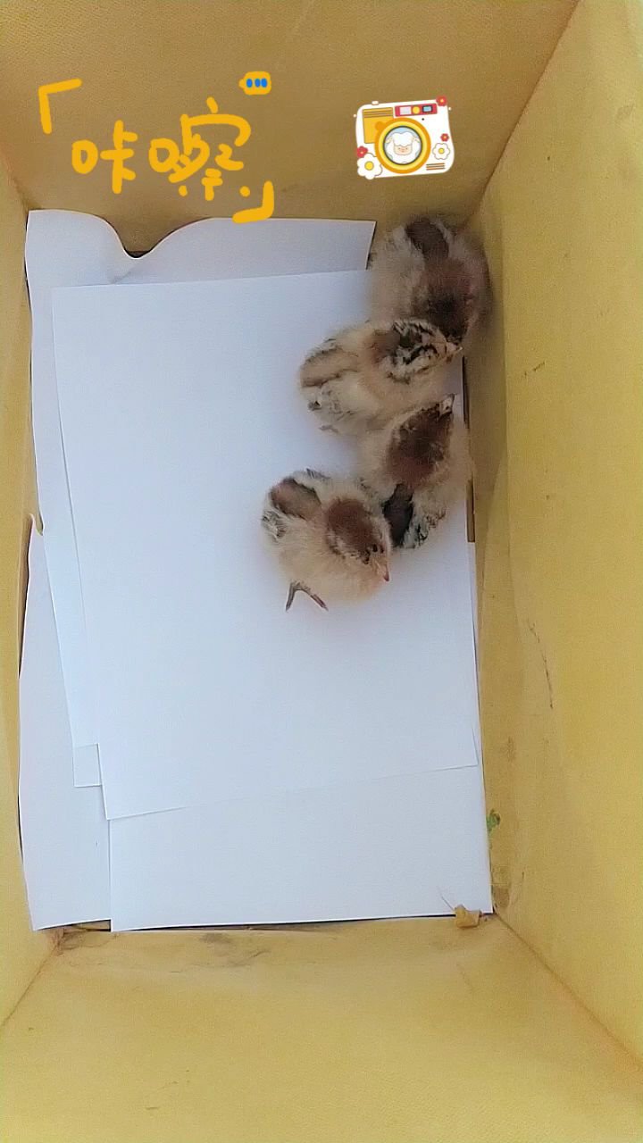 怎么分辨公鸡母鸡?