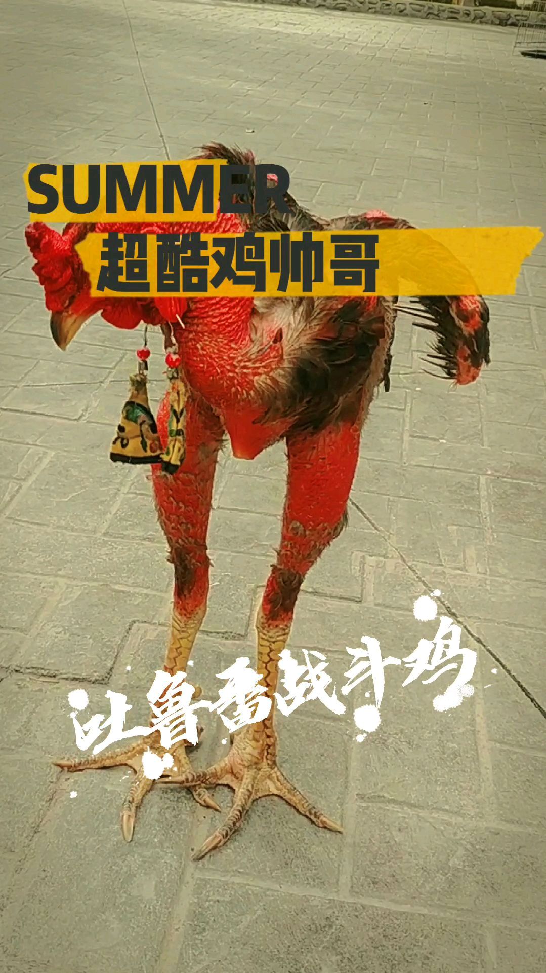 在吐鲁番葡萄沟邂逅一只酷酷的斗鸡