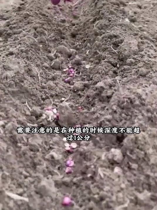耐寒香菜籽抗冻强,零下5°C照样长,北方冬天绿油油!