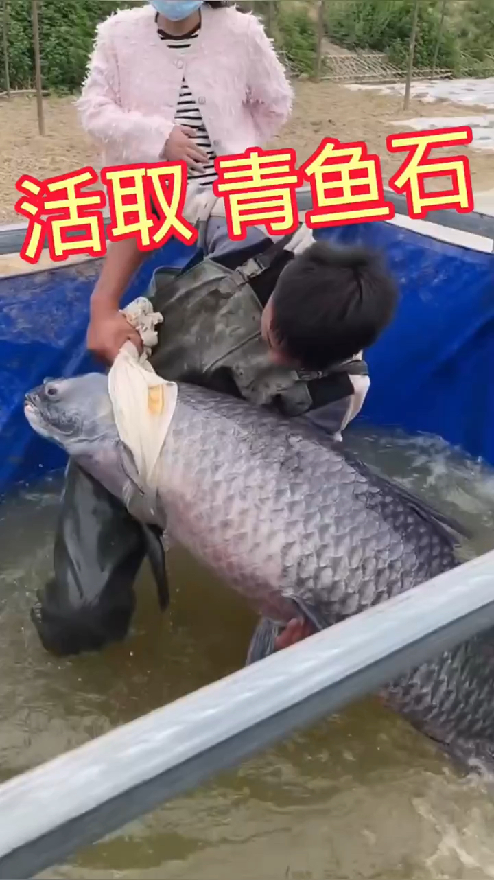 青鱼石,鱼惊石,明瑛似琥珀蜜蜡,有着活玉之称,质地温润,风干后无味,盘玩佩戴佳品