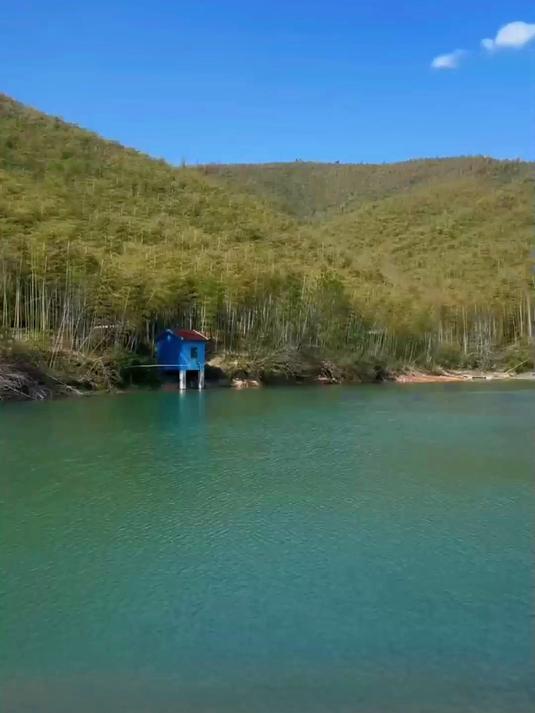 你们吃过“鸭脚板”吗？今天又发现一个野菜秘密基地！真的太满足