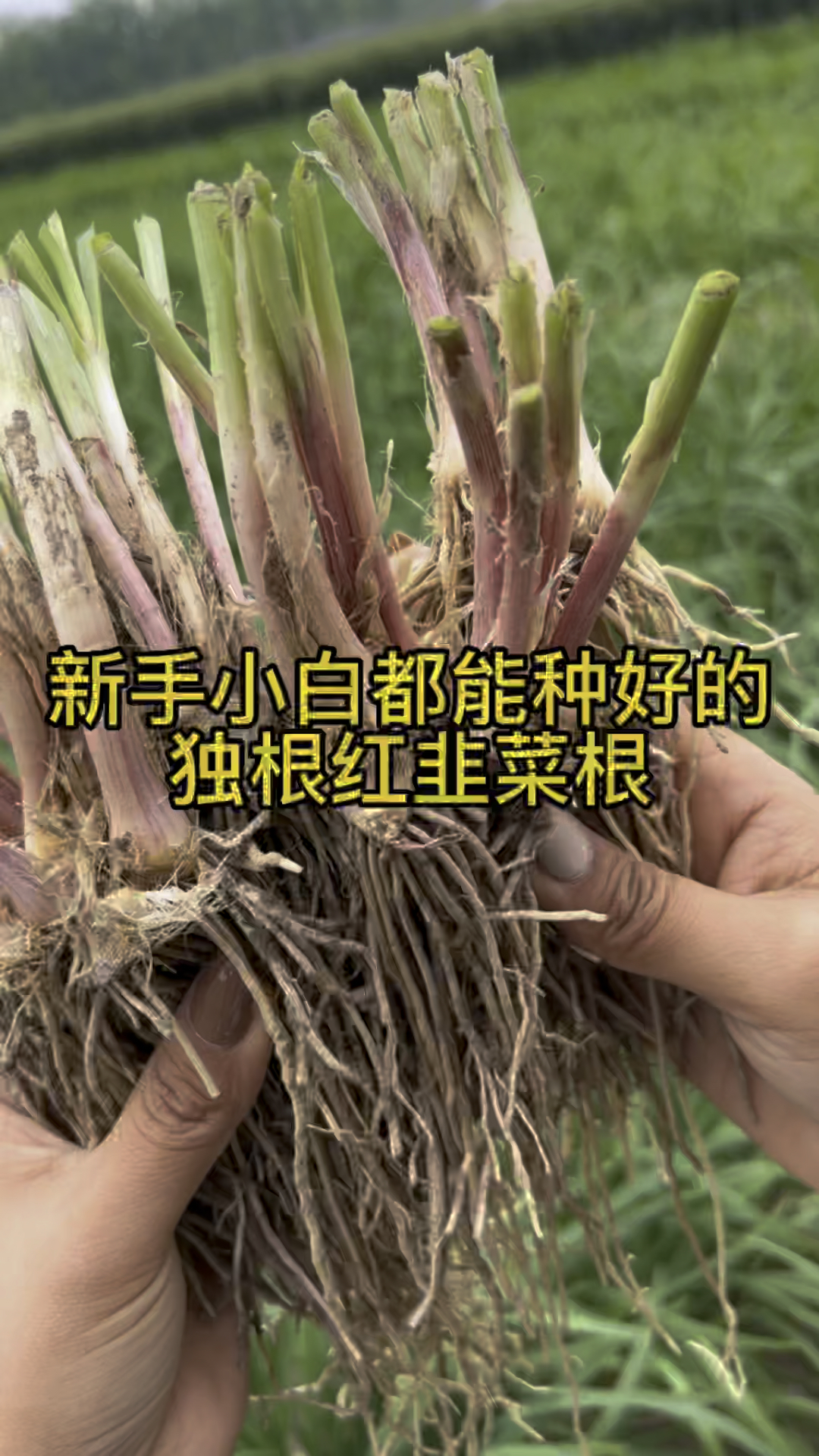 什么样的菜是新手小白都能种货的,那就是韭菜根