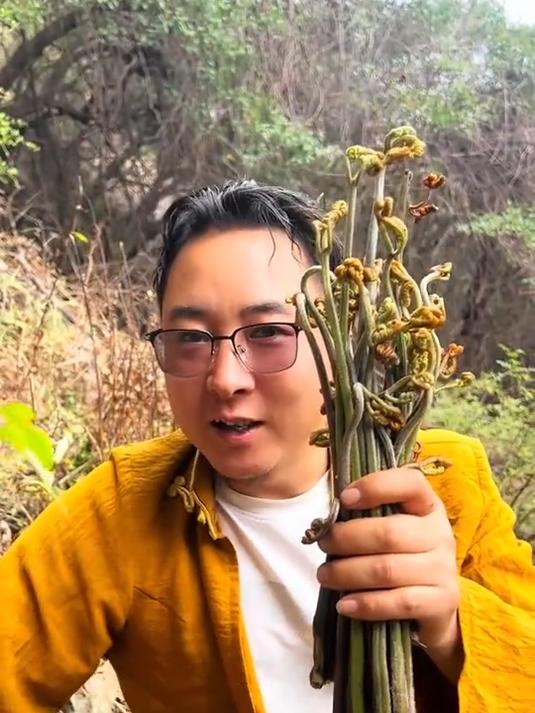 春天来了,又到了开始吃野菜的季节,这种蕨菜有吃过的朋友吗?