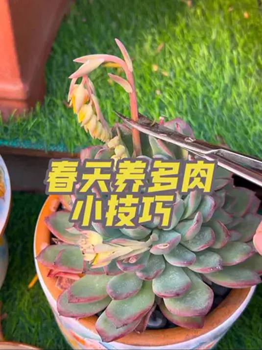 春天多肉状态差?浇这水让它快速恢复!