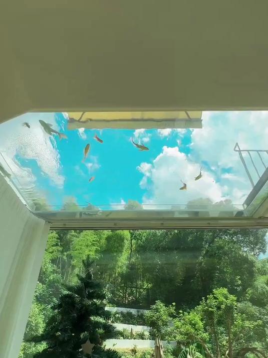 一年治藻血泪史,鱼缸藻子把我治服了 养了一年的天空之鱼