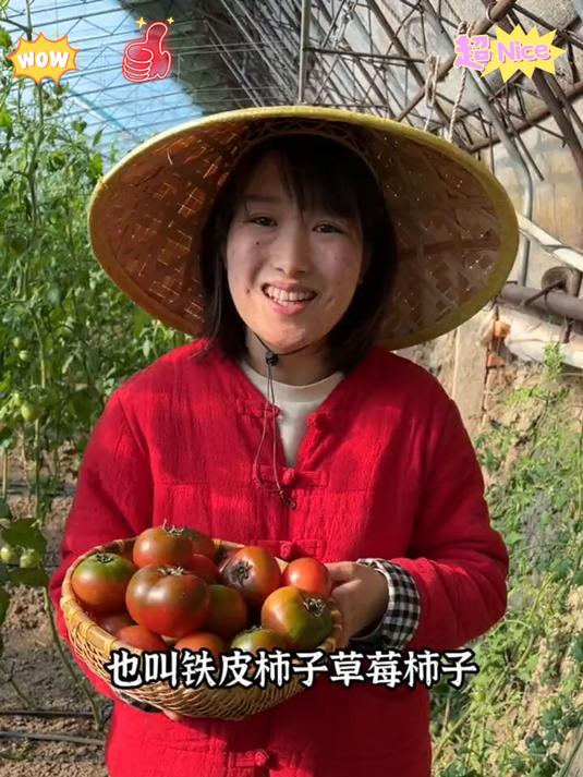 找到了正宗的铁皮柿子酸甜可口蕃茄味超浓郁太适合生吃了