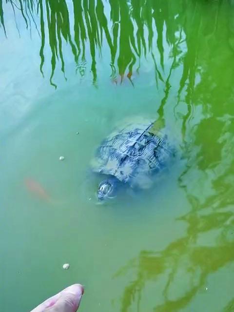 暴雨冲走了我家的大巴西龟，我到底该用什么方法找到它呢