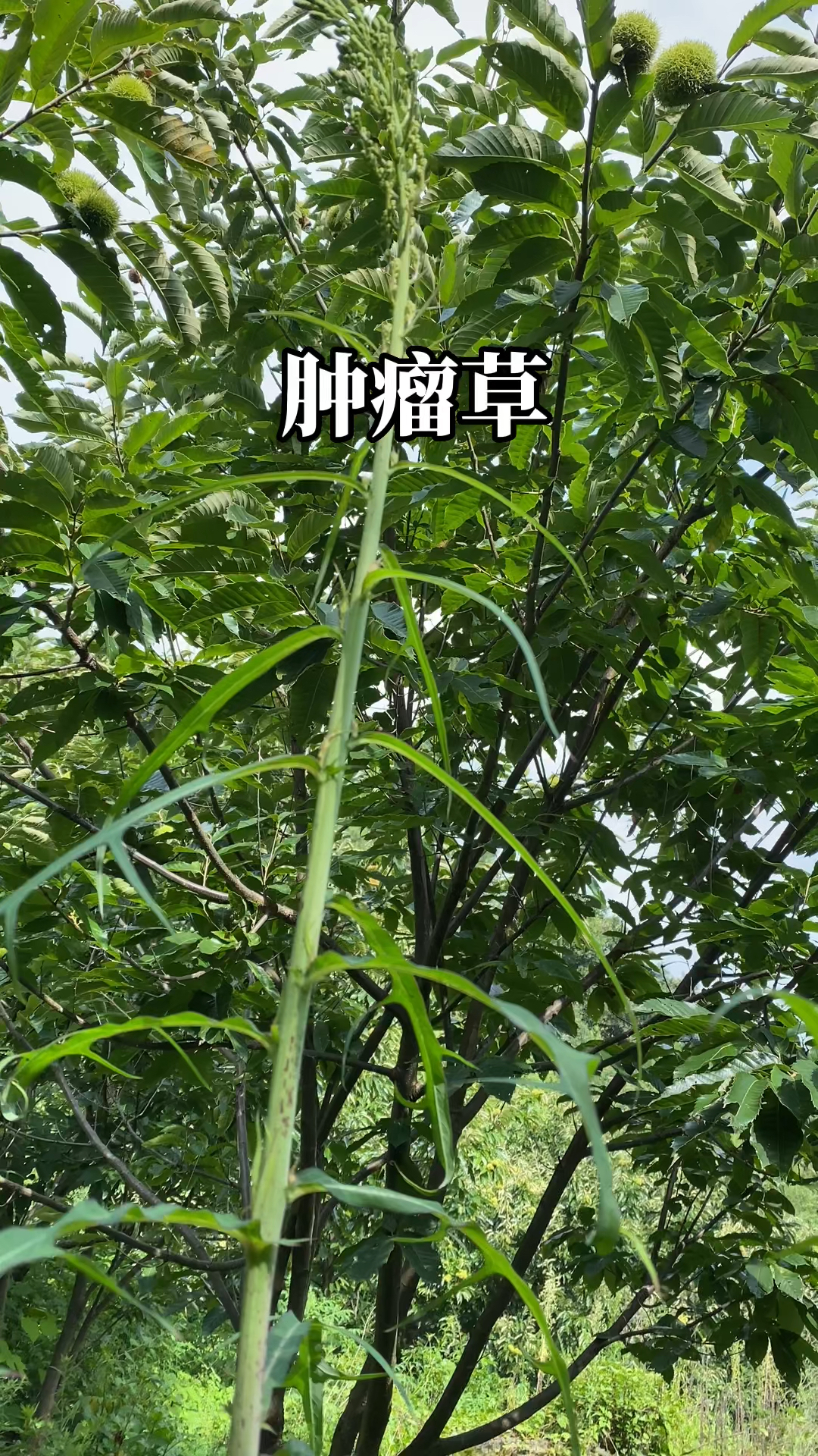 绝望的时候可以吃点野菜!