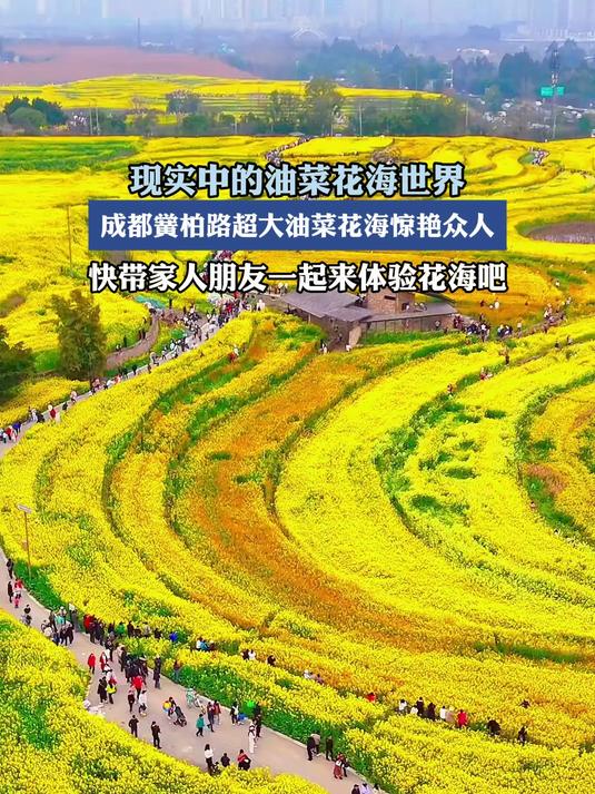 现实中的油菜花海世界,成都黉柏路超大油菜花海惊艳众人