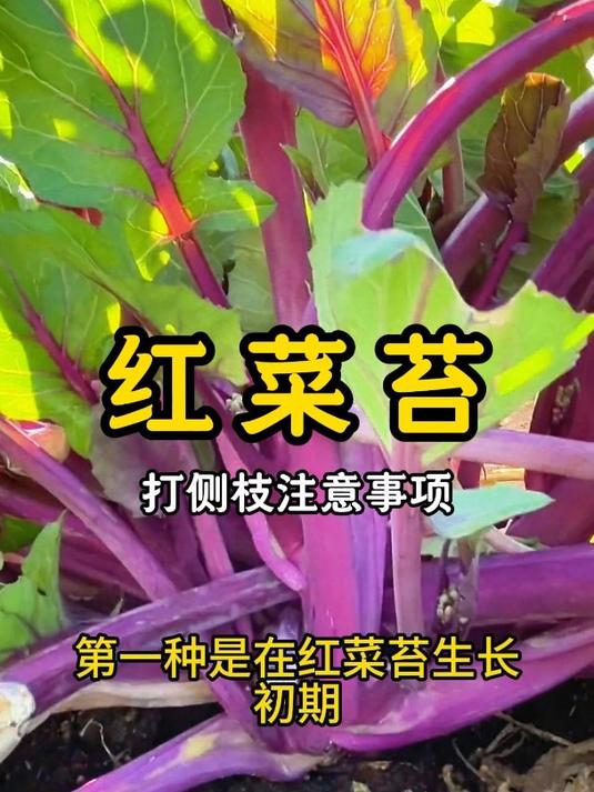 红菜苔怎么打侧枝