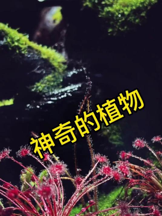 雨林缸里的神奇植物~