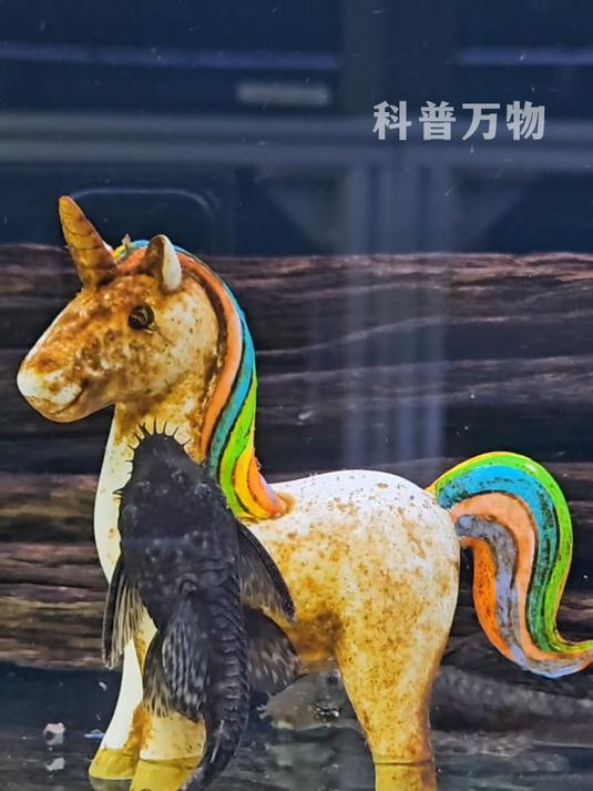 小金鱼的“水下过山车”