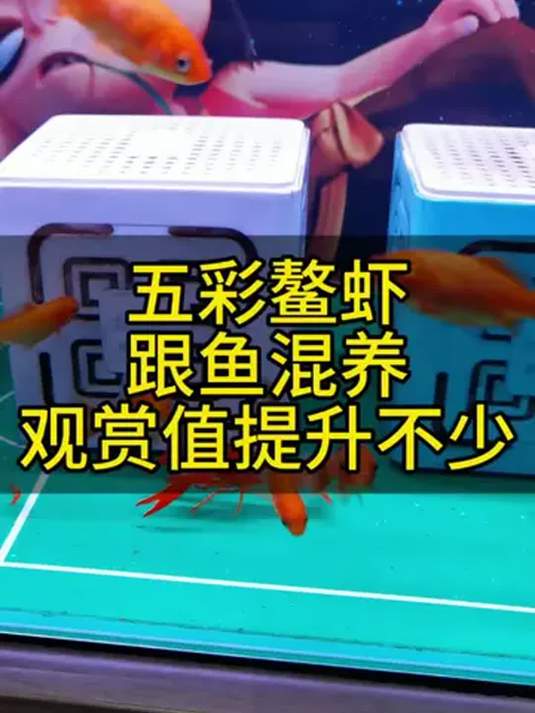 鱼缸混养彩色观赏虾 观赏值飙升 养鱼新秘诀