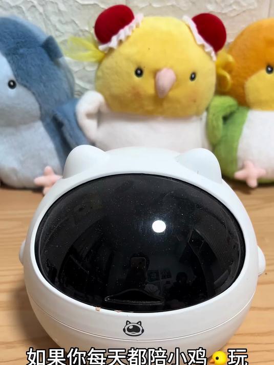 怎样养出亲人的小鸡？很简单，把它当小朋友陪它玩就好了呀！