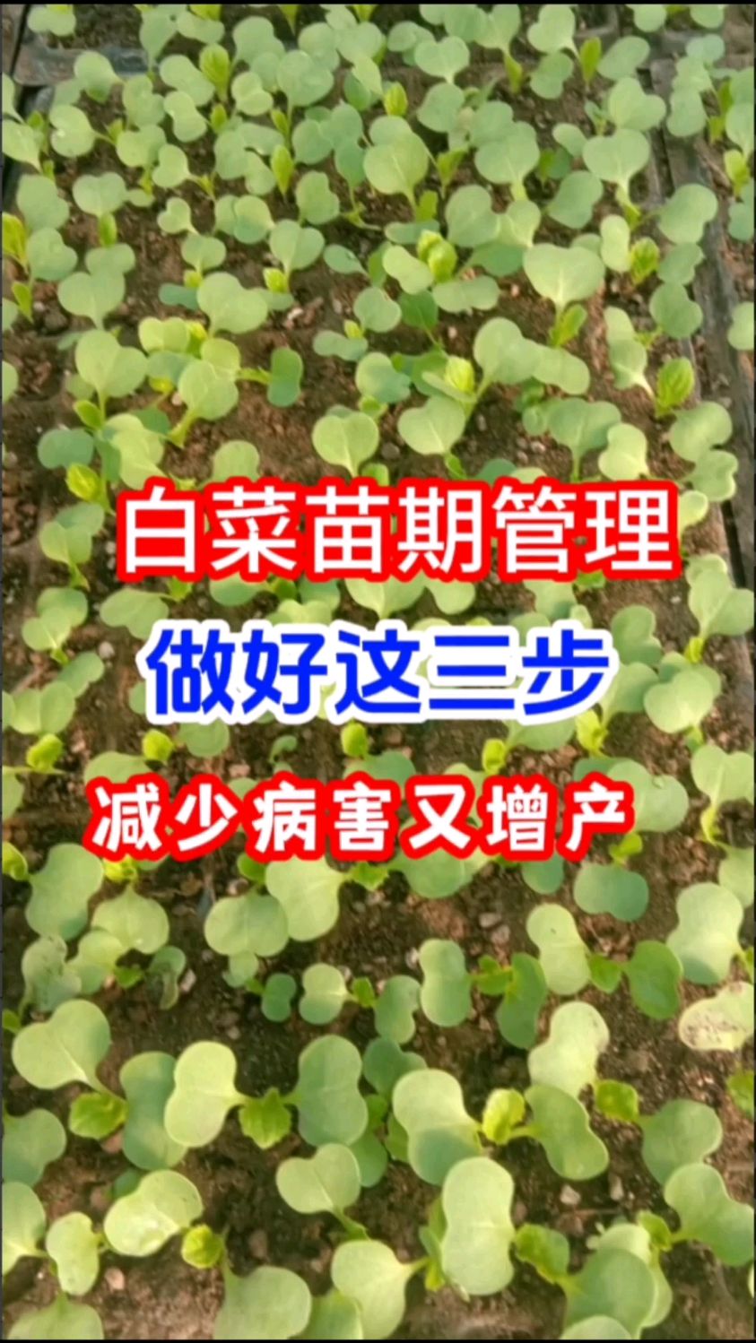 白菜苗期管理做好这三步减少病害又增产