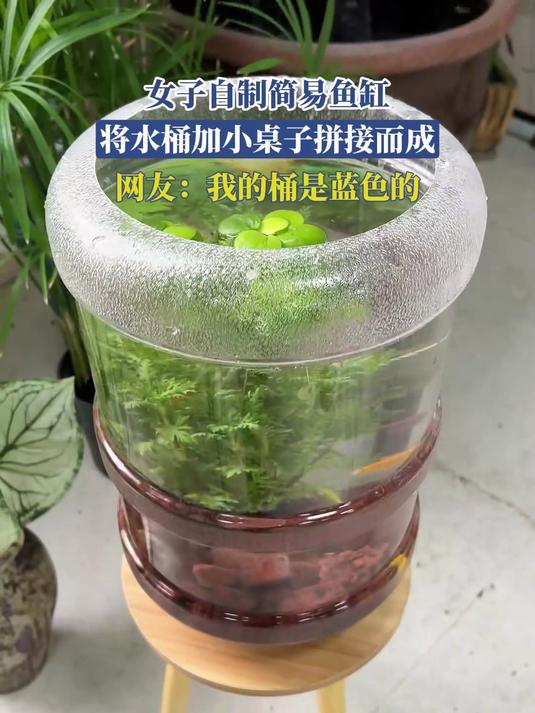 女子自制简易鱼缸,水桶加小桌子拼接而成,网友:我的桶是蓝色的
