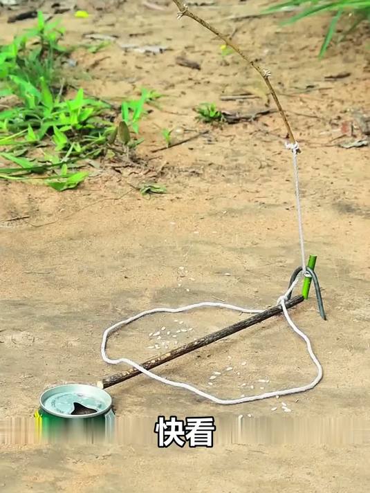 野鸡贪吃落入老六陷阱，本以为能轻松逃脱，结果却被意外套住