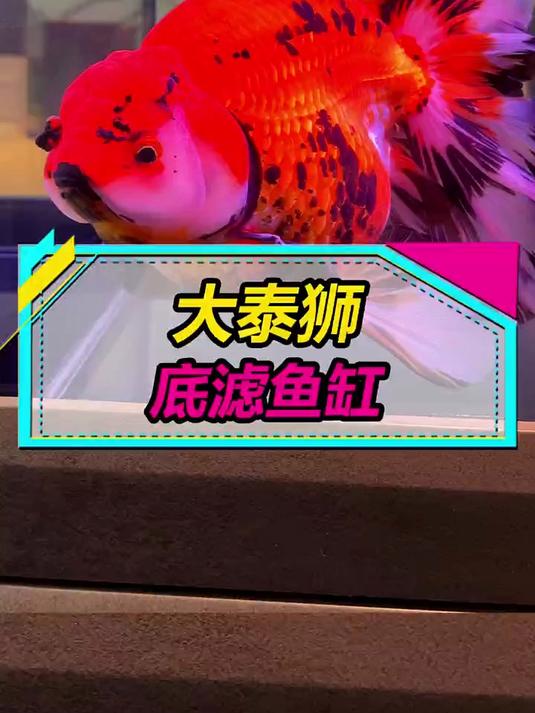 给大泰狮金鱼搞个鱼缸~想在家里放大鱼缸的朋友可以看看~