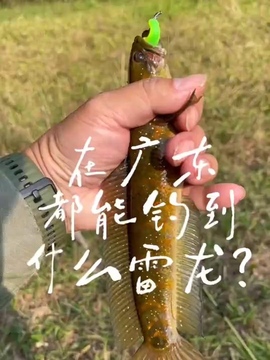 在广东，都能钓到什么雷龙？