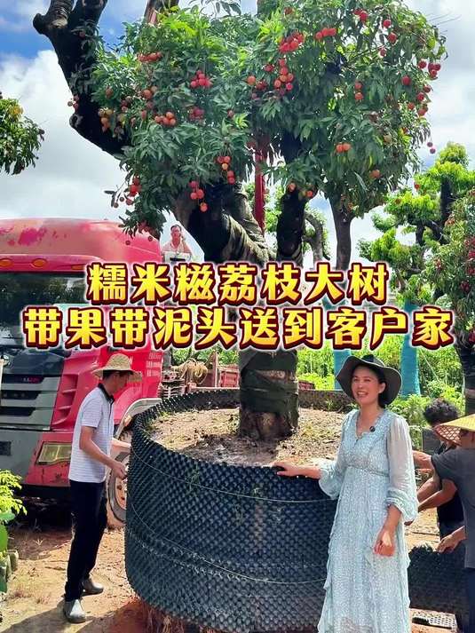 你见过这么大的糯米糍荔枝树吗?我们是带果带泥头送到客户家
