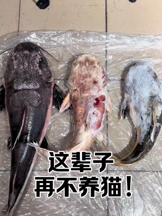 大猫二代陨落……我这辈子都不会再养招财猫了!