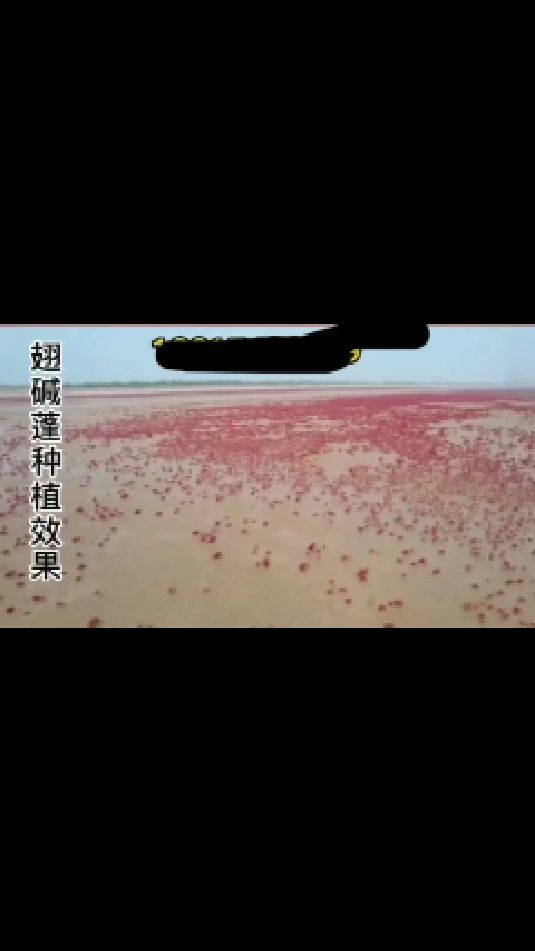 翅碱蓬种植,盐地碱蓬,红海滩沙地湿地复绿效果