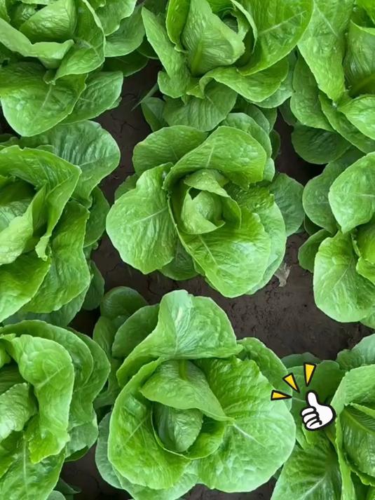 爱吃青菜不用买,好吃又好种的孔雀菜在家撒籽就能种出