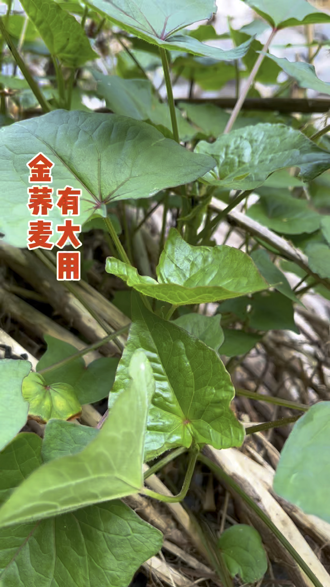 农村随处可见的“金荞麦”,却为国家二级保护植物,生活中有大用