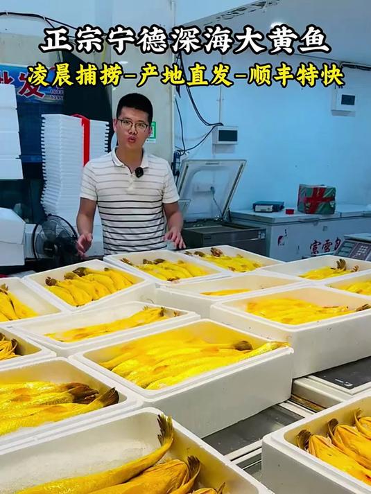 福建宁德正宗深海大黄鱼#鲜掉眉毛##海鲜天花板##大黄鱼#