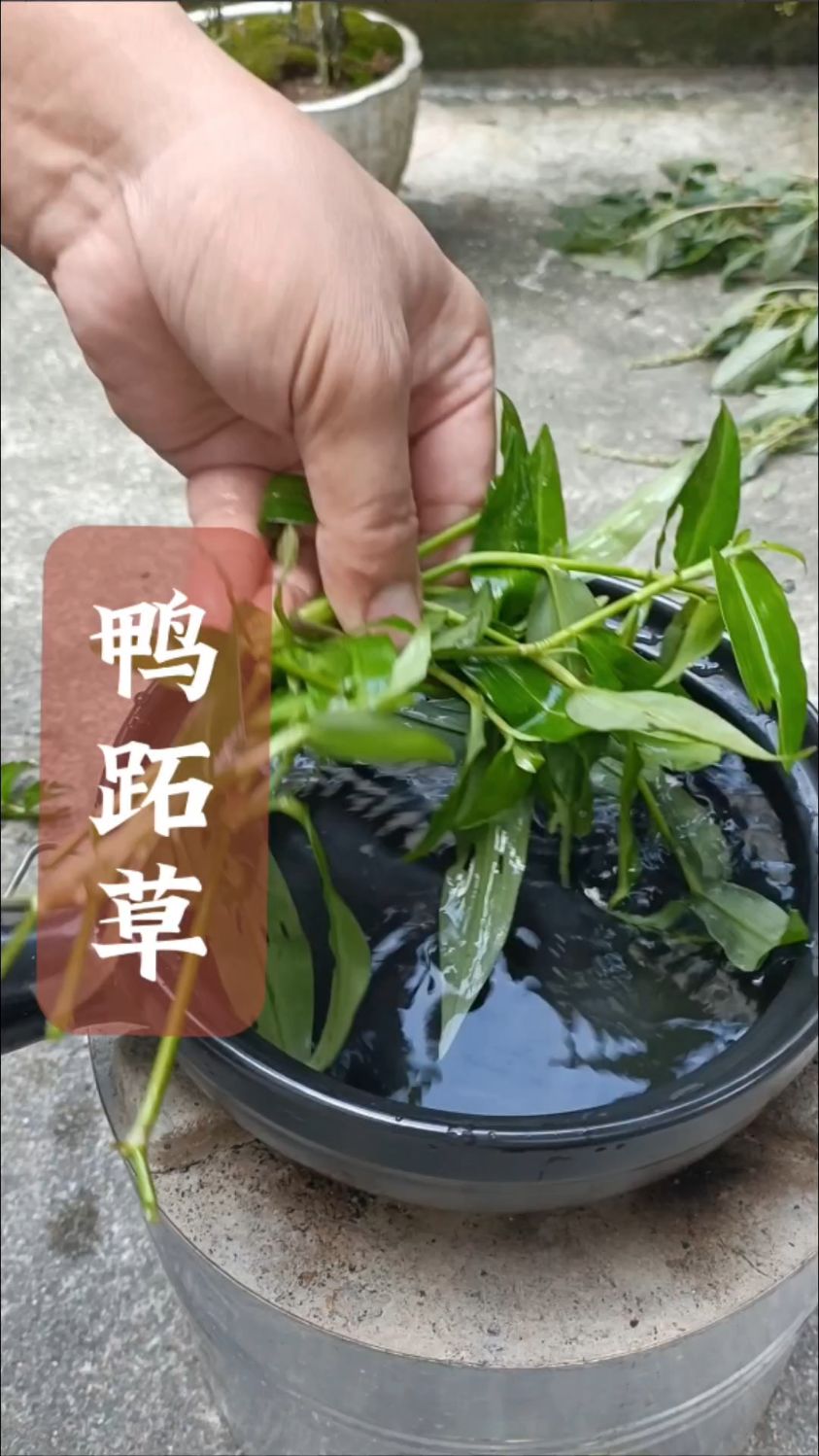 鸭跖草又叫血活草,农村路边很常见,遇见就别错过!