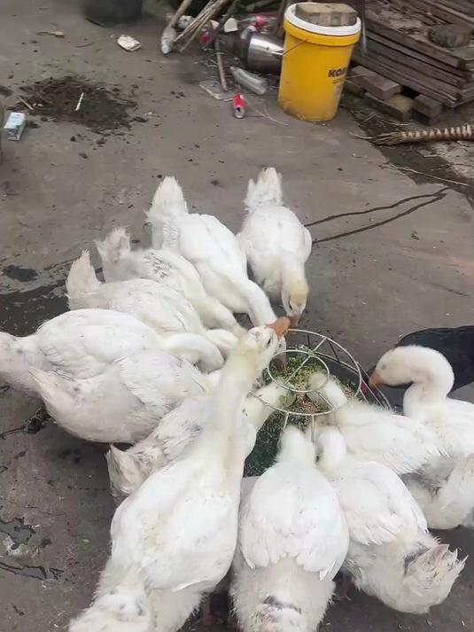 拒绝饲料鹅,自家散养,每口都是自然本味!