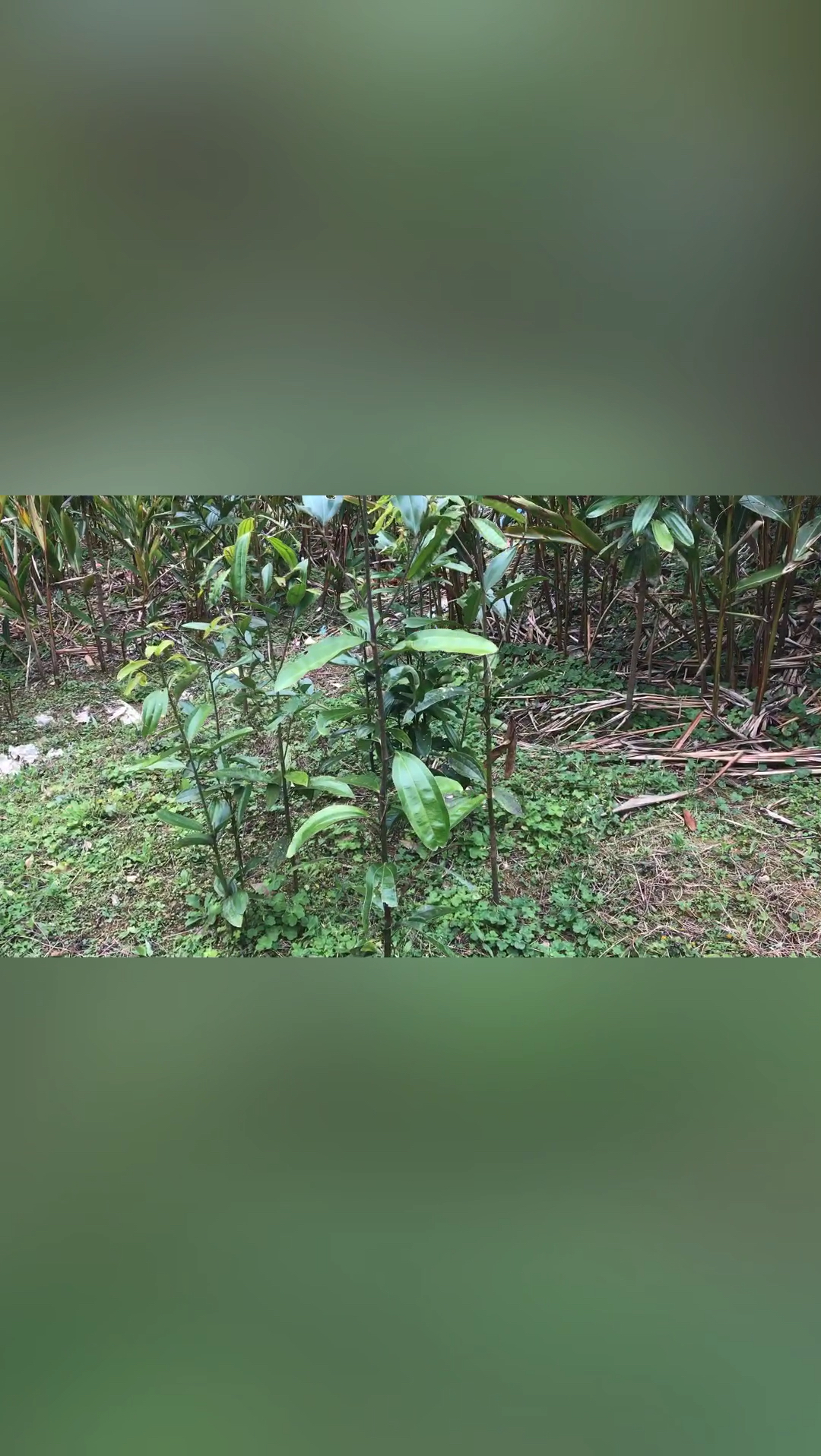 移植野生肉桂树小苗,不施肥,不打药,两年时间就能长到三米高