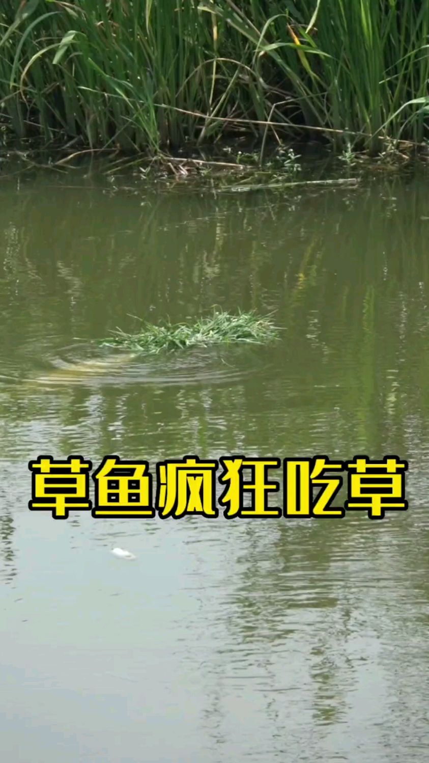 钓草鱼黄金季,简单打个草窝,草鱼进窝就挂上小青草开干!