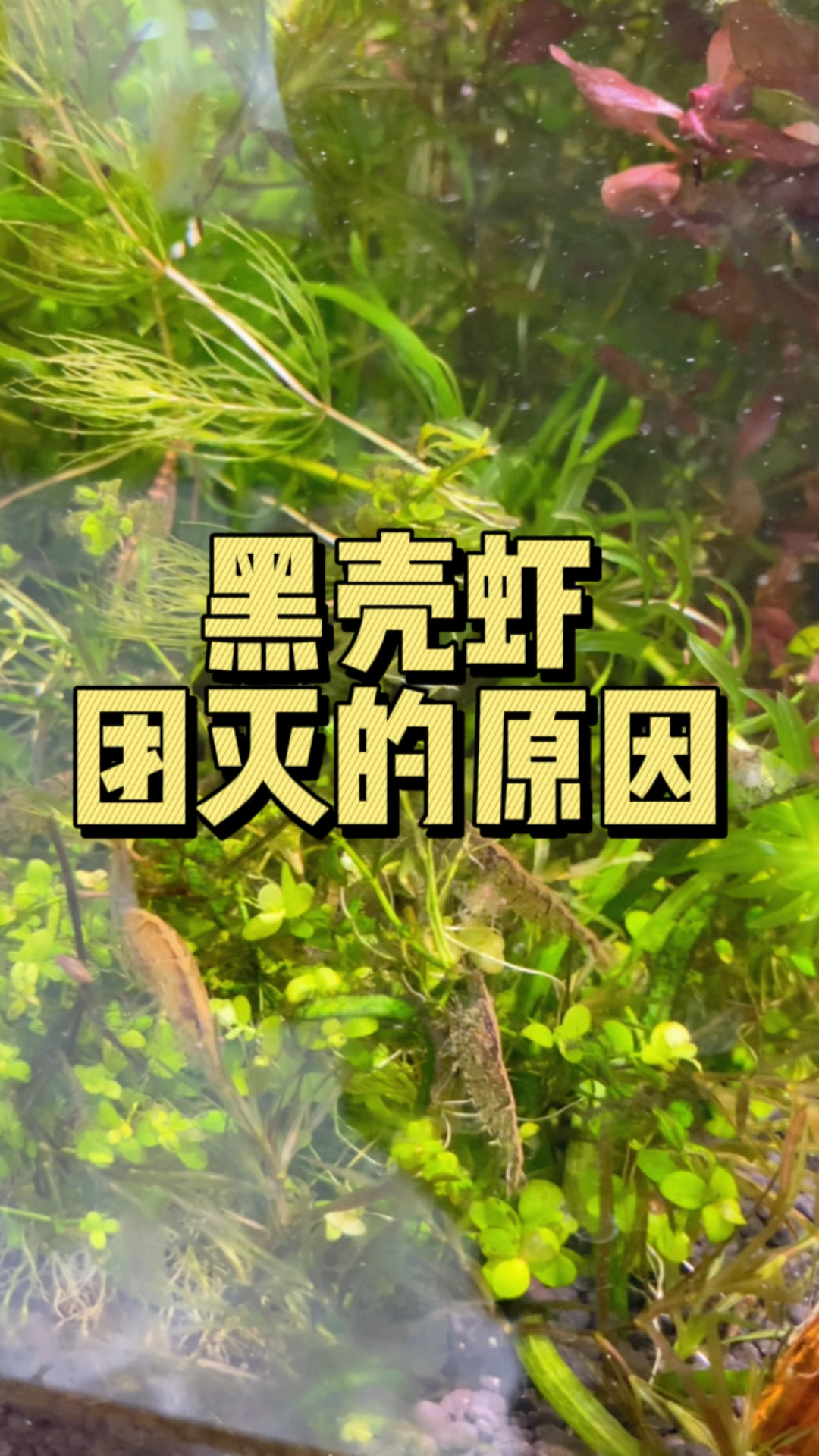 黑壳虾团灭,主要原因是缺氧而亡!#水族#黑壳虾 #养鱼日记