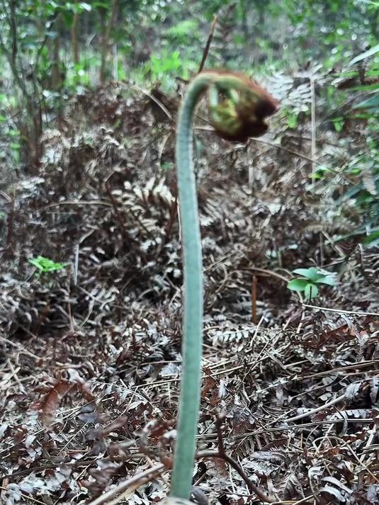 山野春鲜 踏青采鲜蕨辣香凉拌和蕨菜炒腊肉山野春味一口咬住春天