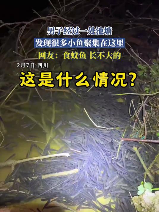 男子经过一处池塘,发现很多小鱼聚集在这里,网友:食蚊鱼,长不大的