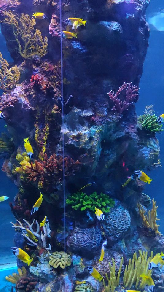 水族馆打卡又一天,第一次实地见到小丑鱼,颜色和样子,都好可爱呀,可是没见人养呢