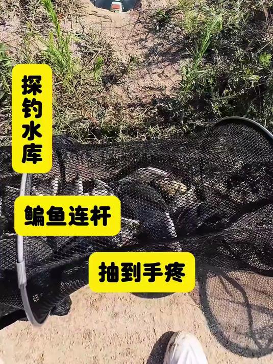 时隔一个月鲂鱼闹窝