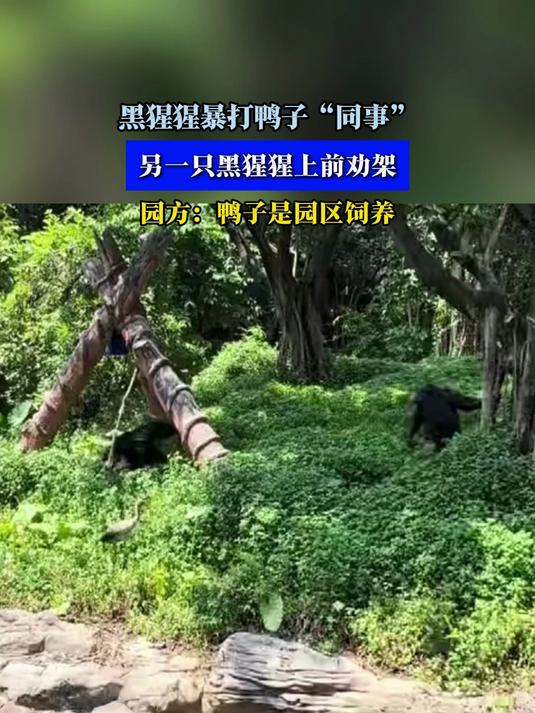 黑猩猩暴打鸭子“同事”,另一只黑猩猩上前劝架
