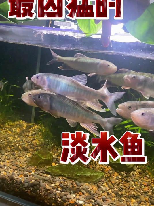 最凶猛的淡水鱼