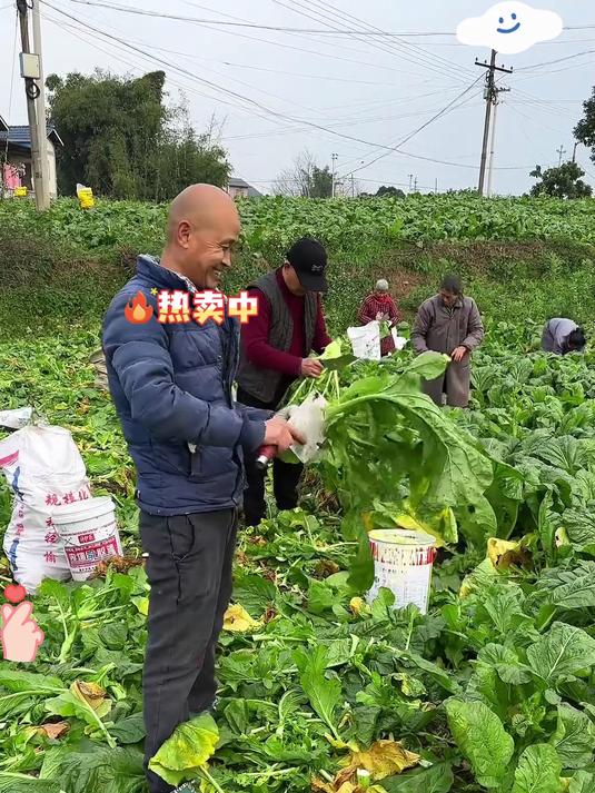 产地来自涪陵的榨菜,清新爽脆,平时配个粥或者夹馒头都太合适了