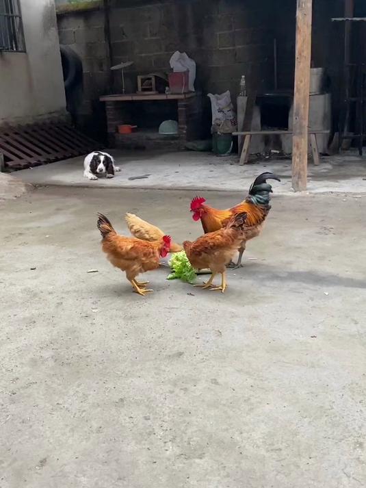 大白菜不能让鸡吃了