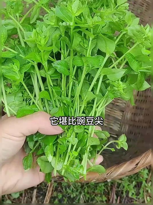 鹅肠菜又叫鸡肠草，你了解它吗？