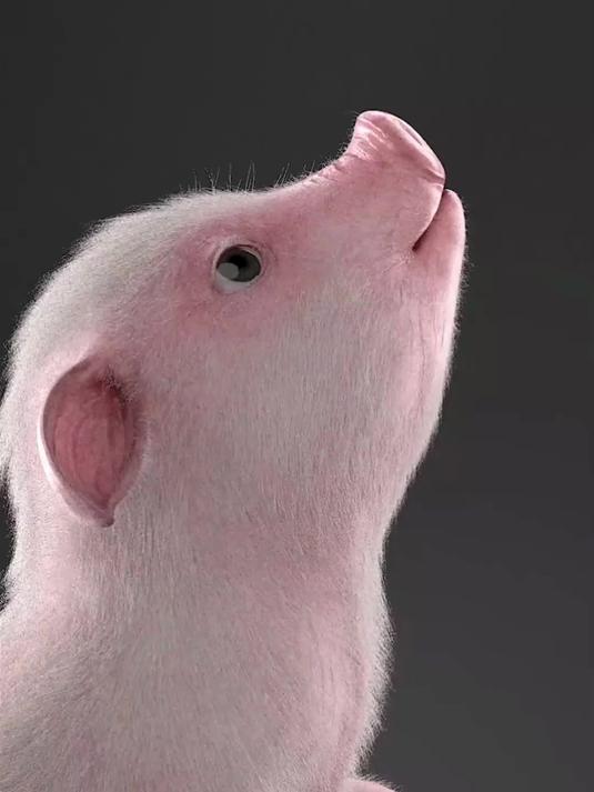 你们要的猪小迈酸菜鱼，竖版屏保来了