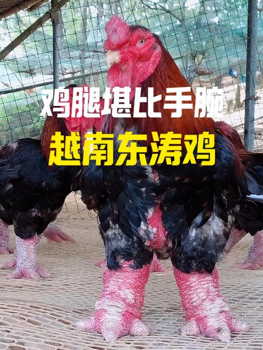 鸡爪比猪蹄还粗大的越南东涛鸡,一只卖到一万多