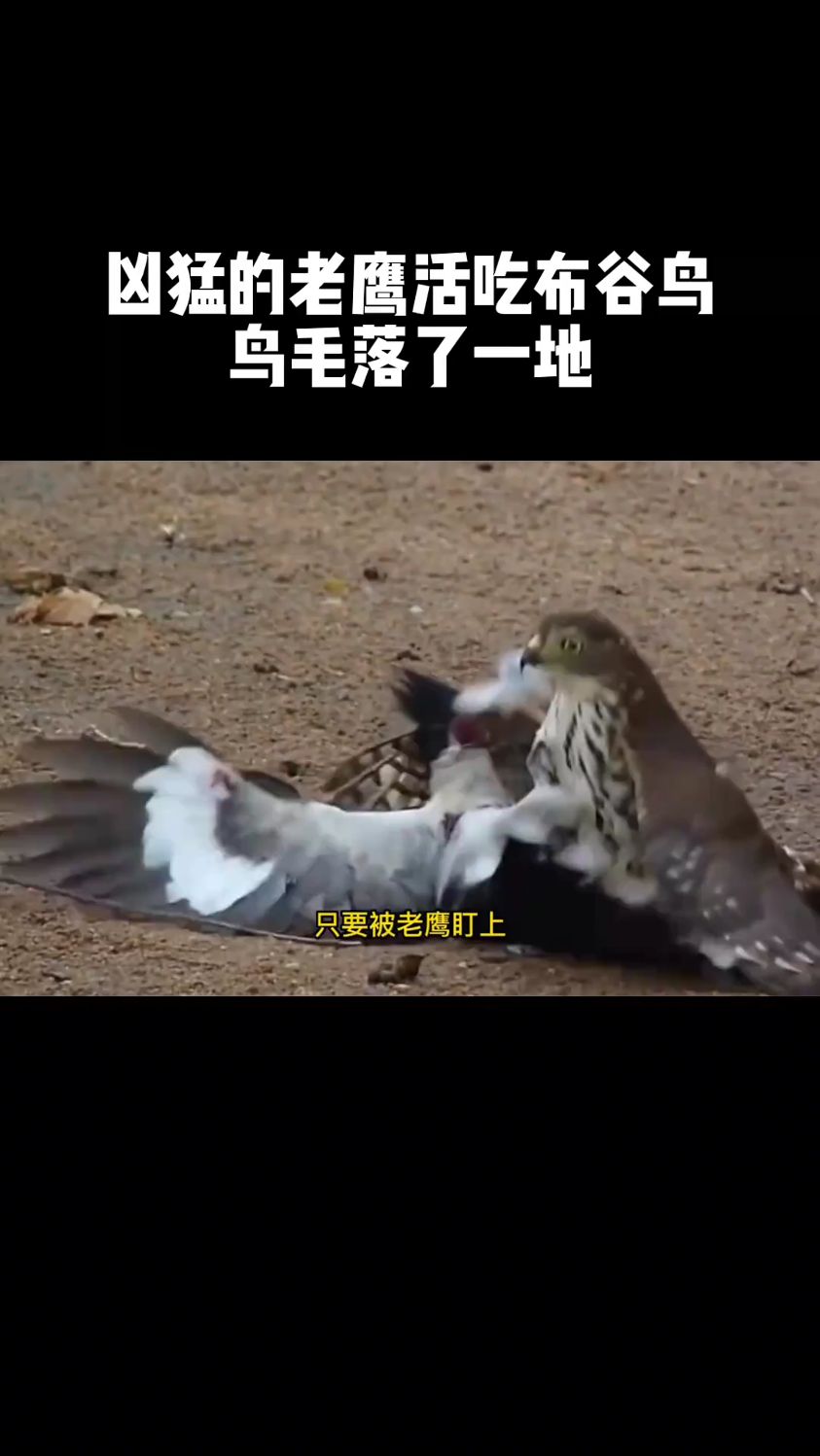 凶猛的老鹰活吃布谷鸟,惨叫声不绝于耳,鸟毛落一地。
