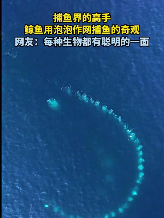 捕鱼界的高手,鲸鱼用泡泡作网捕鱼的奇观