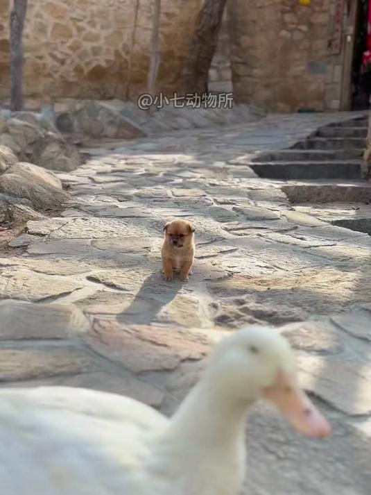 小奶狗失去了妈妈，结果把鸭子当妈妈，结局很暖心！