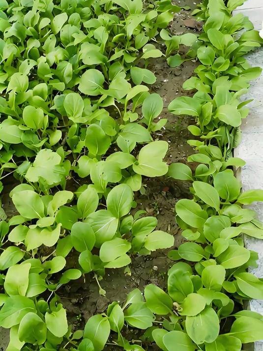 鸡毛菜阳台种植指南!