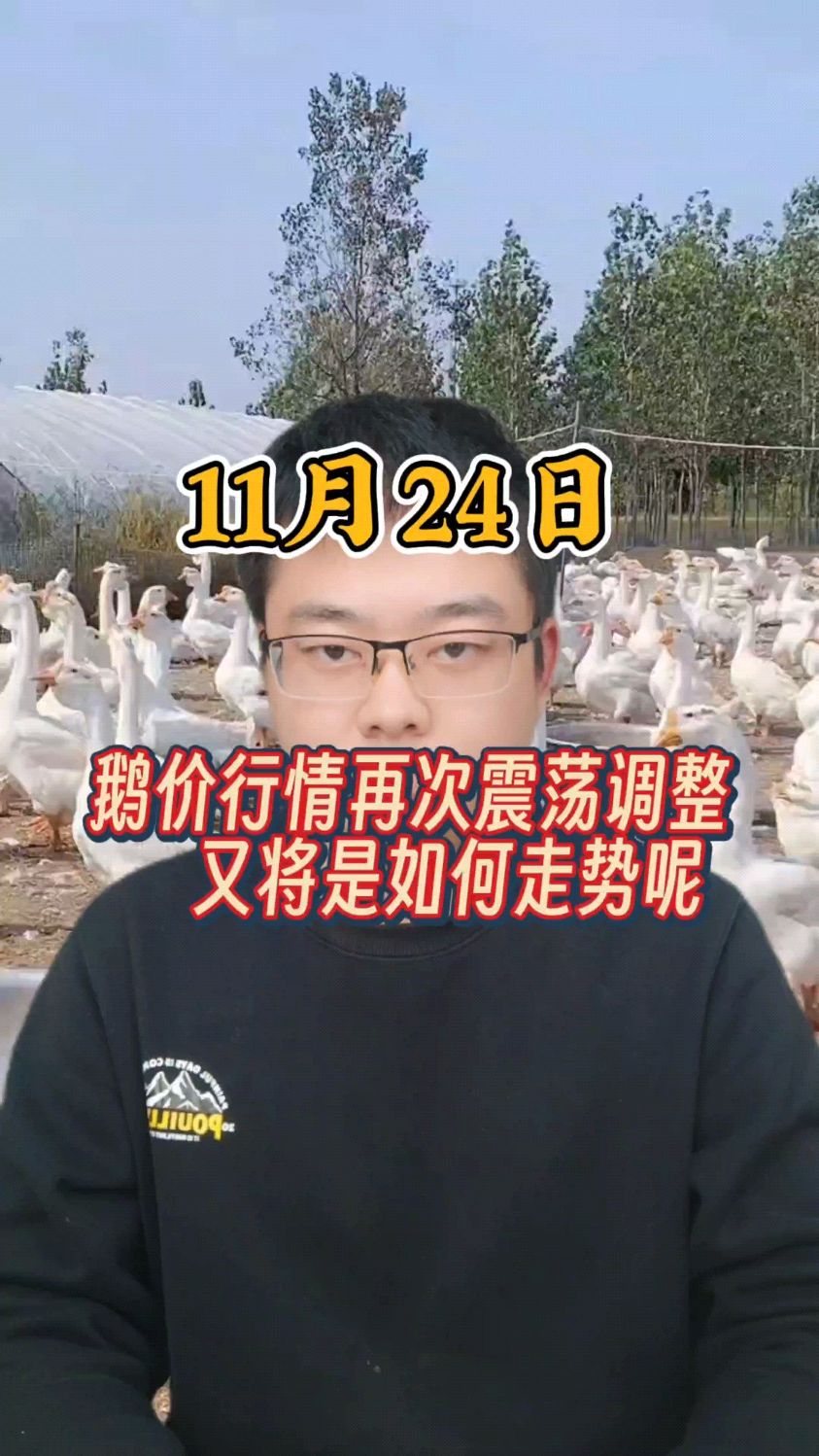 鹅价格最新报价 鹅价格预测 鹅价格是多少一斤 鹅价行情 鹅价格能涨吗